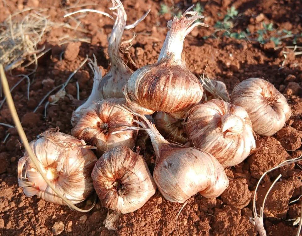 أبصال الزعفران في التربة