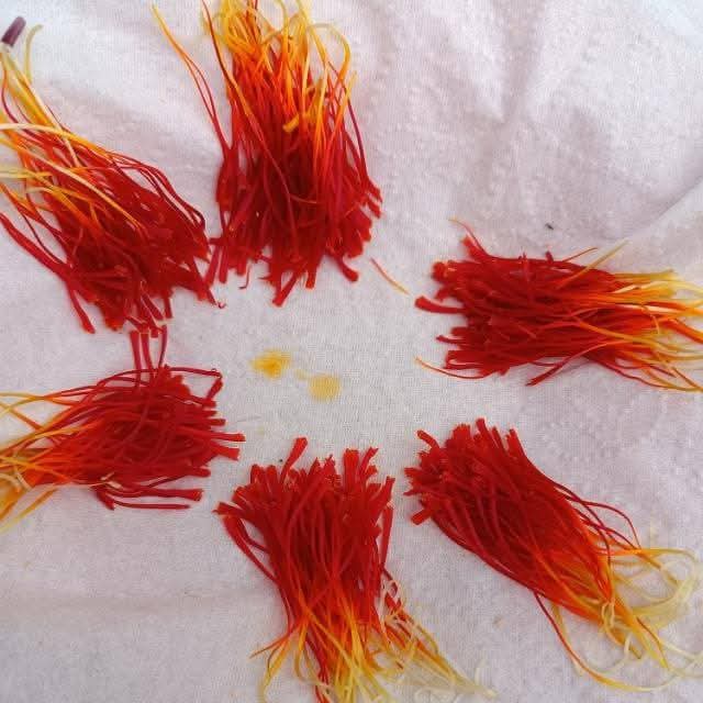 Fresh saffron threads